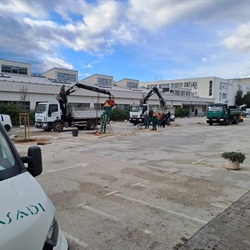 Parkovi i nasadi sade devet velelelisnih lipa na parkiralištu Sveučilišta